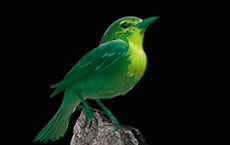 Foto: Ein grüner Vogel vor schwarzem Hintergrund.